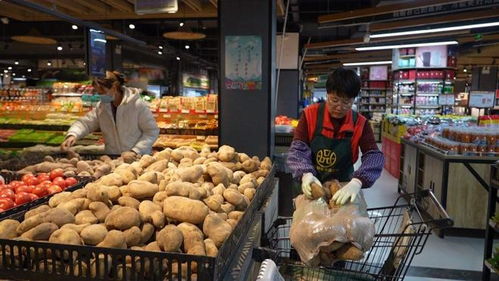 天祝東坪洋芋闖商超 供銷(xiāo)合作譜寫(xiě)薯類(lèi)銷(xiāo)售新篇章